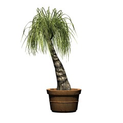 Ponytail Palm in the pot - isolated on a white background