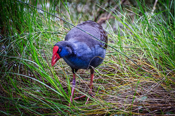 Purple Swamp Hen (Porphyrio Porphyrio)