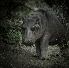 Naklejka premium African Hippopotamus, South Africa, in forest environment
