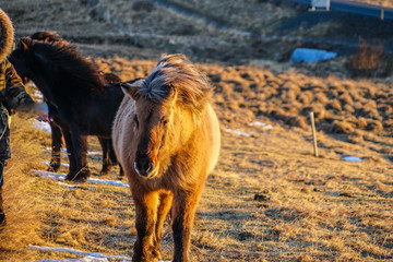 アイスランドの草原の馬（野生）