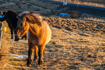 アイスランドの草原の馬（野生）