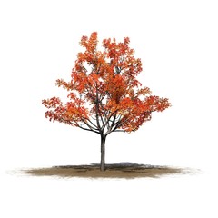 a single Japanese Maple tree in autumn on a sand area - isolated on white background