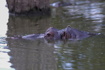 Fototapeta premium African Hippopotamus, South Africa, in forest environment