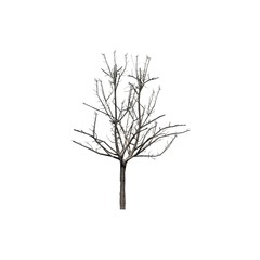 a single Japanese Maple tree in the winter - isolated on white background