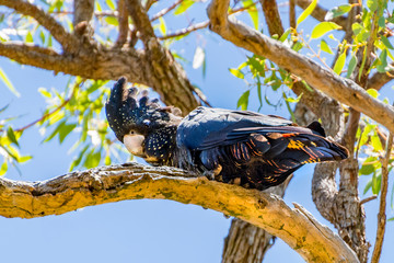 Redtailed black cockatoo 