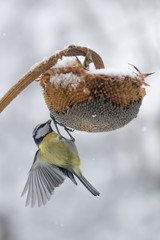 La cinciarella ed il fiore di girasole mentre nevica (Cyanistes caeruleus)