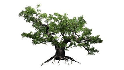 green Japanese Maple tree - isolated on white background