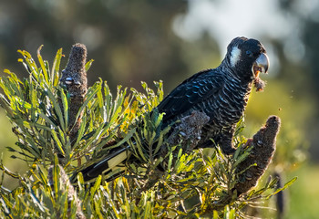 The Short-billed Black Cockatoo (Calyptorhynchus latirostris) also known as Carnaby's Cockatoo or Carnaby's Black Cockatoo is a large black cockatoo endemic to south-western Australia and threatened b © Imagevixen