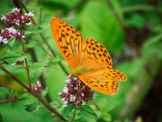 Silver washed fritillary on blossom