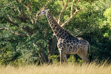 Giraffe in the jungle habitat, Africa