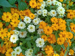 Obraz premium Zinnia flower volume 966555555555