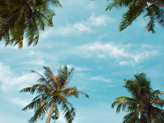 Fototapeta na wymiar Frame of palm trees against the sky, free space in the center. Tropical landscape