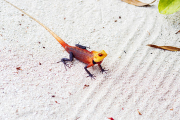 little colored lizard on the sand, wildlife