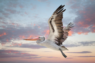 Australian pelican (Pelecanus conspicillatus) Perth Western Australia - obrazy, fototapety, plakaty