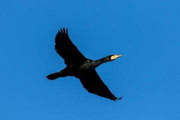Kormoran im Flug über die Havel in Berlin 
