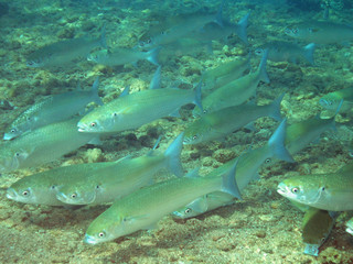 Fringelip Mullet (Crenimugil crenilabis)