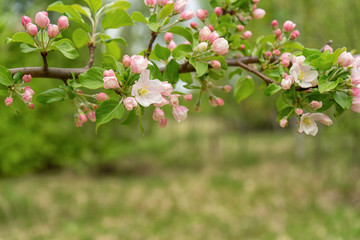 Branch of blossoming wild apple tree against spring forest in cloudy day. Beautiful natural background, selective focus