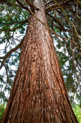 Huge tree trunk of sequoia RedWood