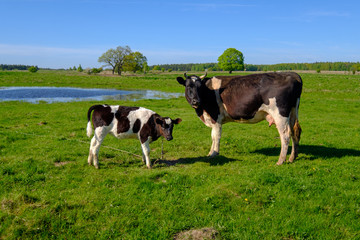 Cow and calf graze on a meadow at the summer