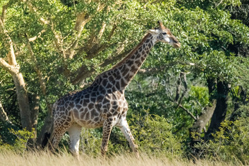 Giraffe in the jungle habitat, Africa