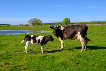 Naklejka na ściany i meble Cow and calf graze on a meadow at the summer