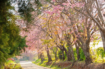 Beautiful pink flower of Sakura or Wild Himalayan Cherry tree in outdoor park at Chiang Mai Royal Agricultural Research Center (Khun Wang)