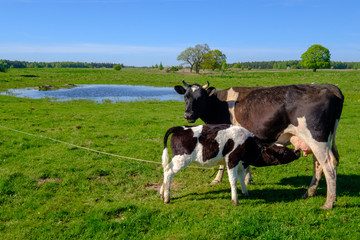 Fototapeta na wymiar Cow and calf graze on a meadow at the summer