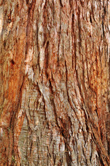 Rough bark of sequioa tree