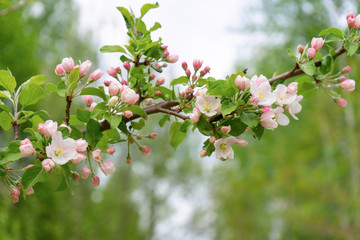 Branch of blossoming wild apple tree against spring forest in cloudy day. Beautiful natural background, selective focus