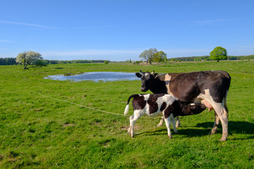 Naklejka na ściany i meble Cow and calf graze on a meadow at the summer