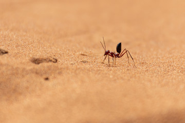 Sahara Desert Ant (Cataglyphis bicolor) running along the sand dunes.