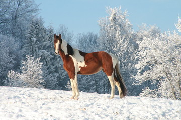 Winter with a brown white horse