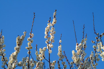 梅の花と青空