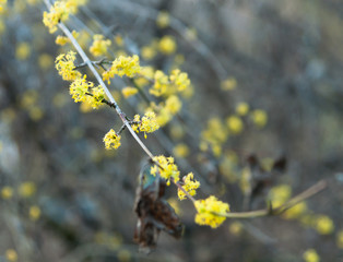 A blooming branch of dogwood