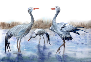 Fototapeta premium Żurawie Stanley nad rzeką, akwarela. Afrykańska belladonna lub rajski czteroskrzydły żuraw (Anthropoides paradiseus), ilustracja zoologiczna, rysunek odręczny.