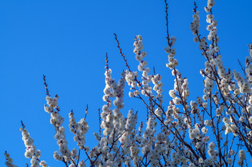 梅の花と青空