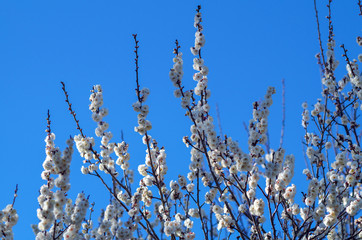 梅の花と青空