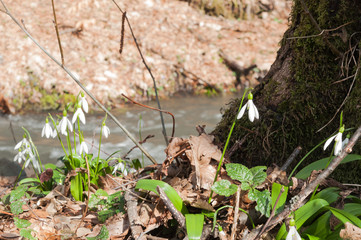 Snowdrops blooming in the forest