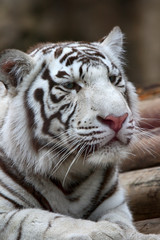 White tiger portrait