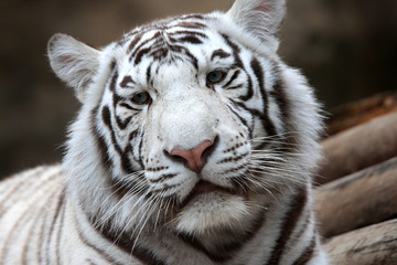 Fototapeta na wymiar White tiger portrait