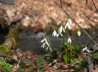 Snowdrops blooming in the forest