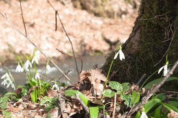 Snowdrops blooming in the forest