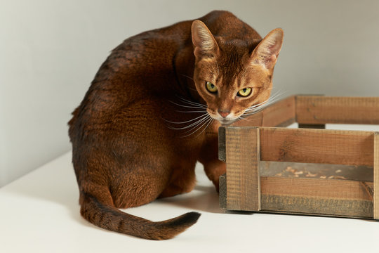 Abyssinian Cat Sitting On Table Behind Wooden Box Looking At Camera