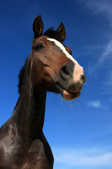 Brown horse portrait and blue sky