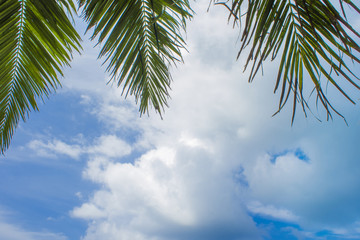 Tall palm trees against the sky, copy space below. Tropical landscape