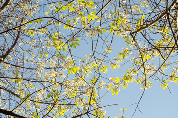 Beautiful white flower of Sakura or Wild Himalayan Cherry tree in outdoor park with blue sky