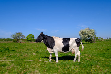 Cow grazes on a meadow at the summer