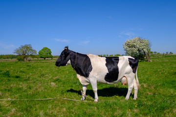 Fototapeta na wymiar Cow grazes on a meadow at the summer