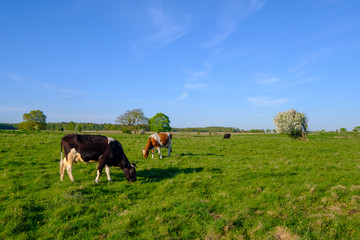 Cow grazes on a meadow at the summer