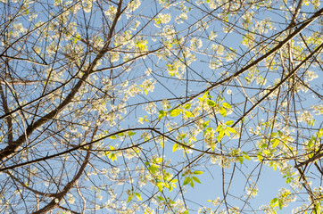 Obraz premium Beautiful white flower of Sakura or Wild Himalayan Cherry tree in outdoor park with blue sky